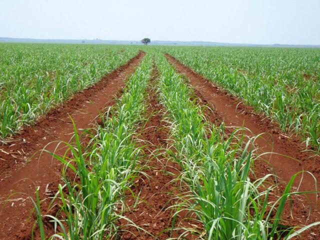 Fazenda 435,6 ha, R$ 51.652 por ha Uberlândia, Agricultura, Cana