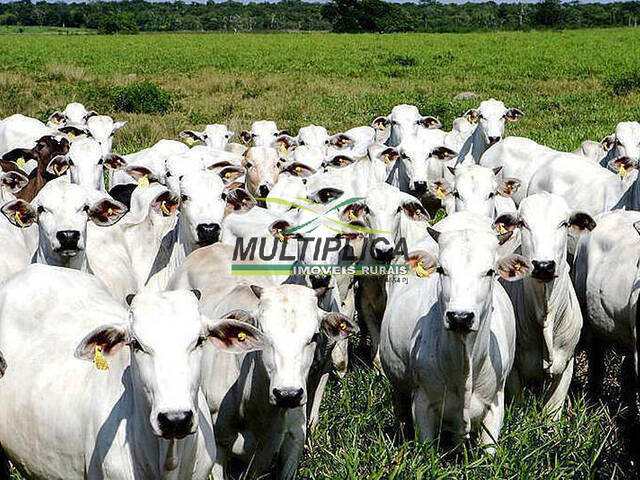Fazenda a venda para pecuária eucalipto em São Gonçalo do Ab