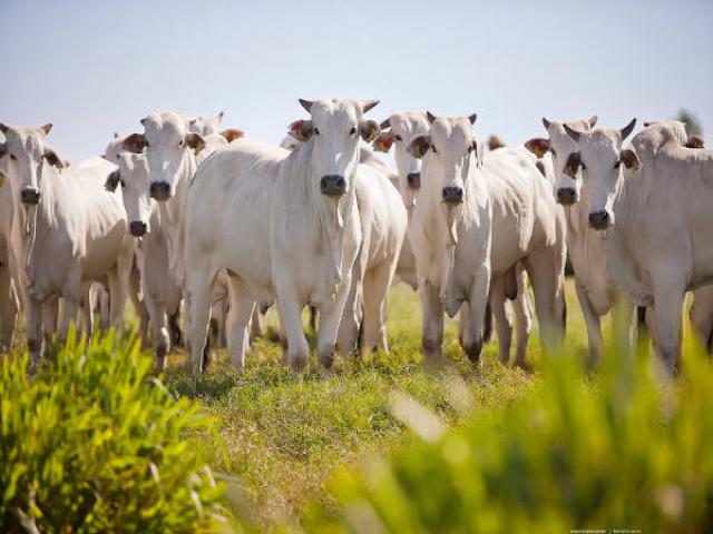 Fazenda Sítio a venda em Uberlândia para pecuária