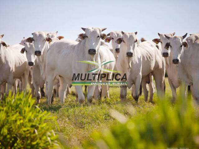 #484 - Sítio para Venda em Uberlândia - MG - 1