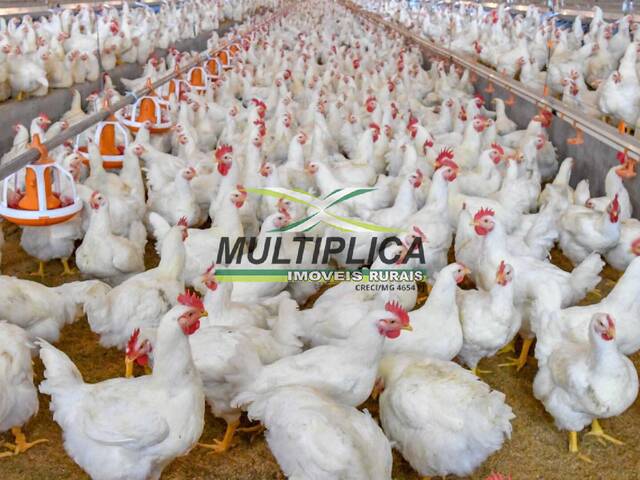 fazenda a venda em uberlandia com barracão galpão granja de