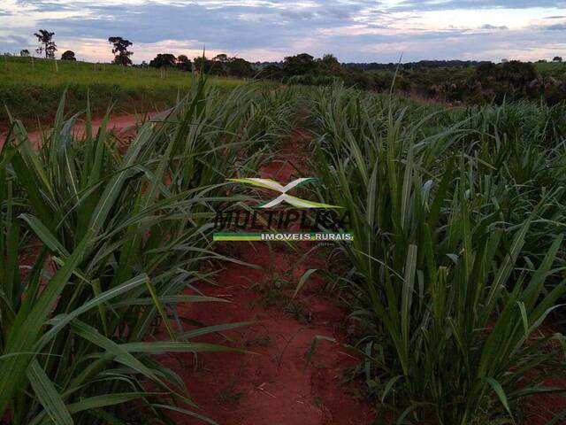 Fazenda para Venda em Santa Vitória - 4
