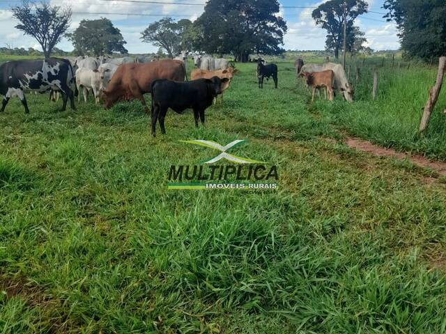 #647 - Fazenda para Venda em Campina Verde - MG